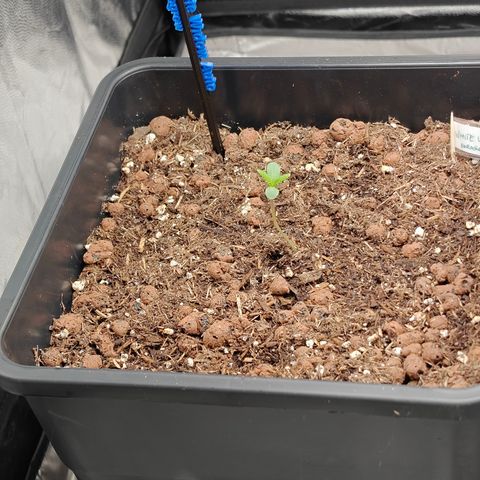 Auto White Widow growlog timeline photo