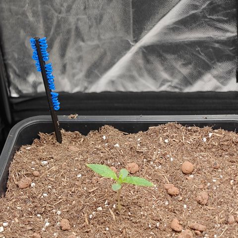 Auto White Widow growlog timeline photo