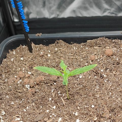 Auto White Widow growlog photo: Algo le pasa, manchas raras en hojas