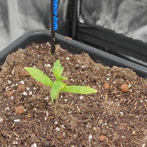 Auto White Widow growlog timeline photo