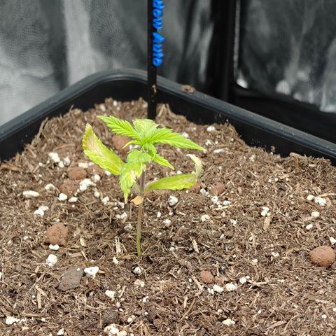 Auto White Widow growlog timeline photo