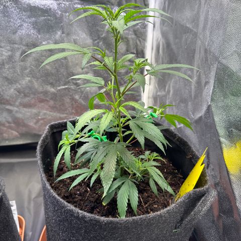 Jack Herer growlog timeline photo