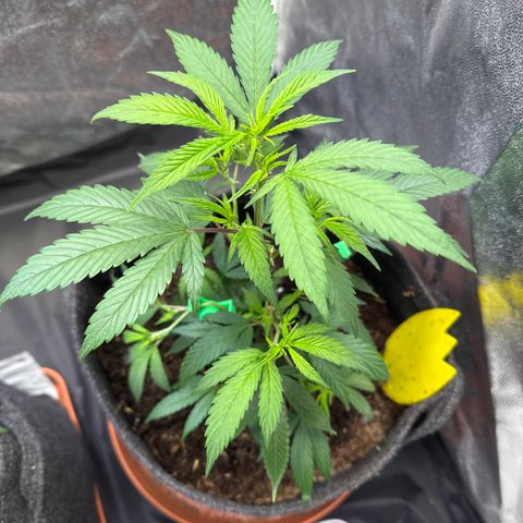 Jack Herer growlog timeline photo