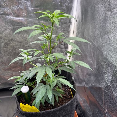 Jack Herer growlog timeline photo