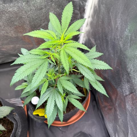 Jack Herer growlog timeline photo