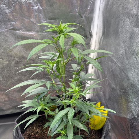 Jack Herer growlog timeline photo