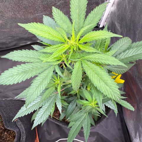 Jack Herer growlog timeline photo
