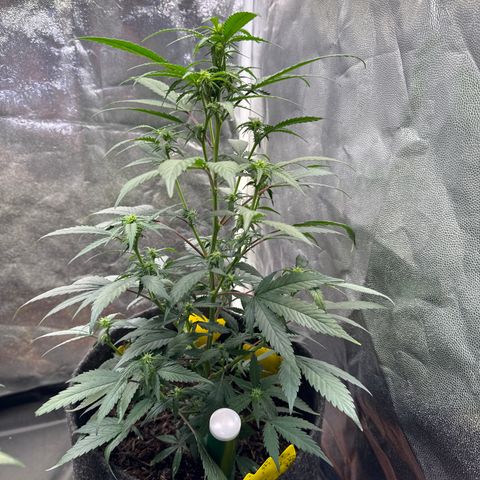Jack Herer growlog timeline photo