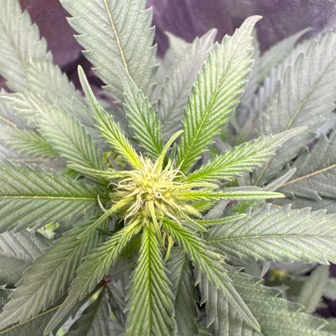 Jack Herer growlog timeline photo