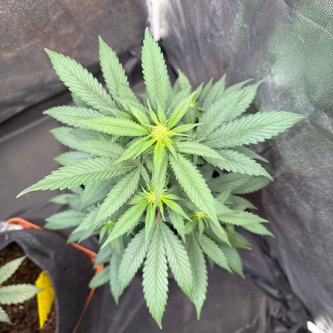 Jack Herer growlog timeline photo