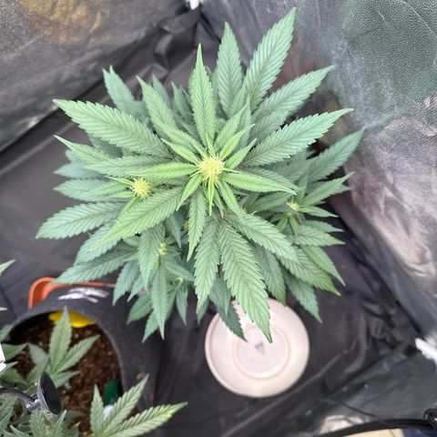 Jack Herer growlog timeline photo