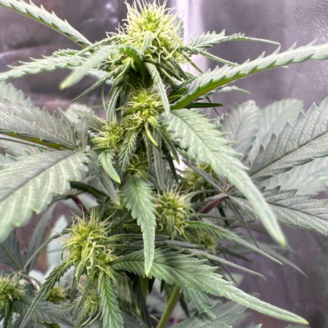 Jack Herer growlog timeline photo