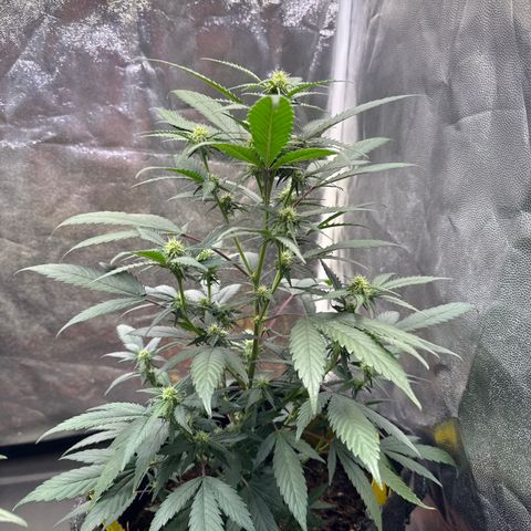 Jack Herer growlog timeline photo