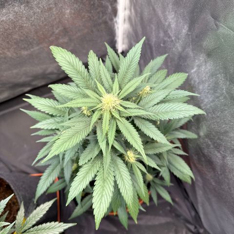 Jack Herer growlog timeline photo