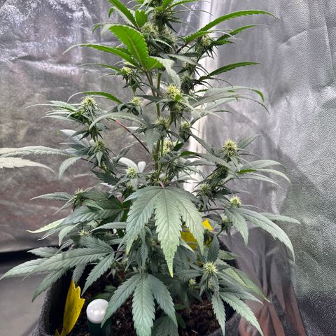 Jack Herer growlog timeline photo