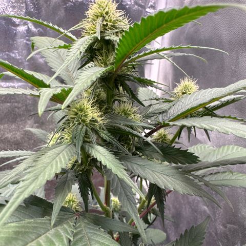 Jack Herer growlog timeline photo