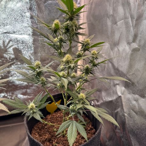 Jack Herer growlog timeline photo
