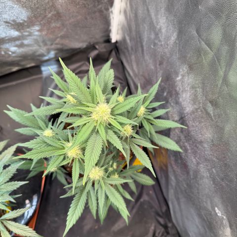 Jack Herer growlog timeline photo