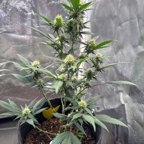 Jack Herer growlog timeline photo