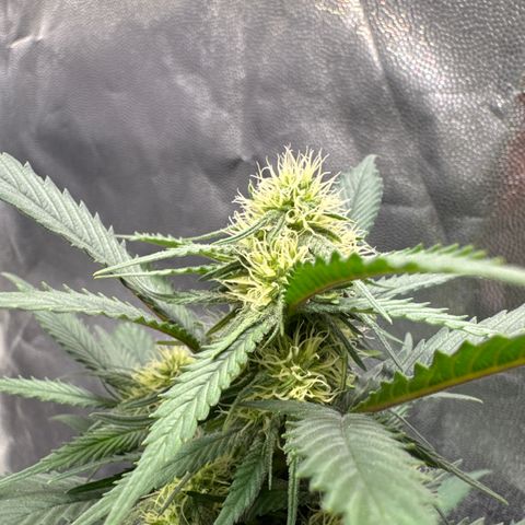 Jack Herer growlog timeline photo