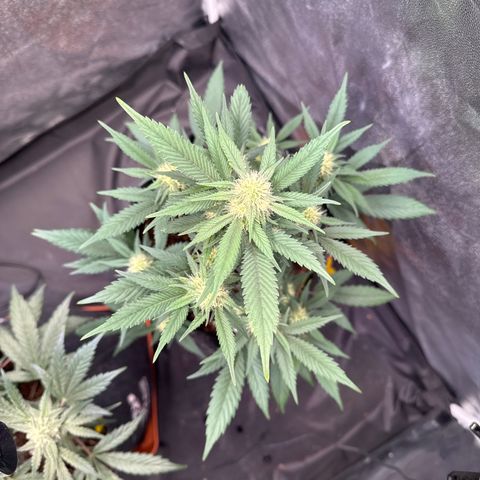 Jack Herer growlog timeline photo