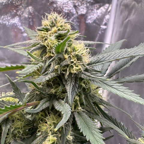 Jack Herer growlog timeline photo