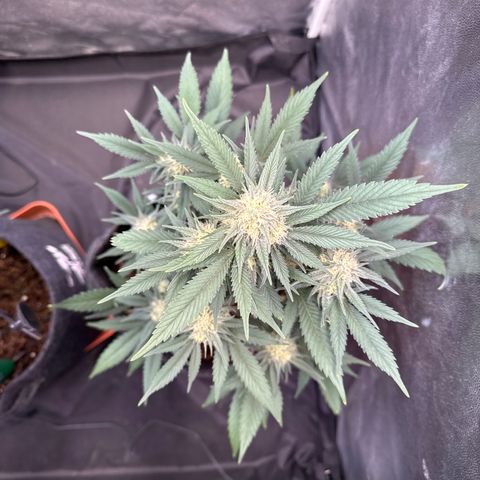 Jack Herer growlog timeline photo