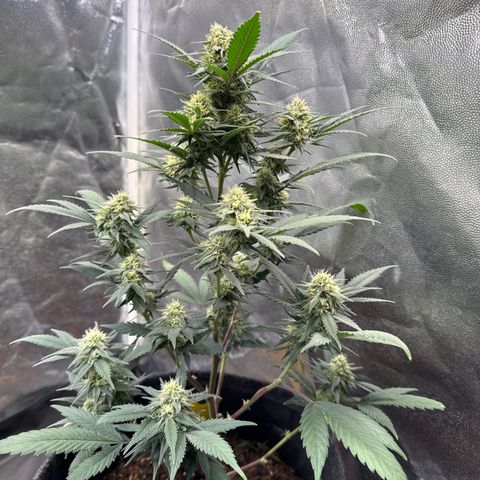 Jack Herer growlog timeline photo