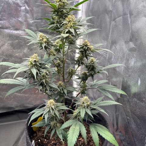 Jack Herer growlog timeline photo