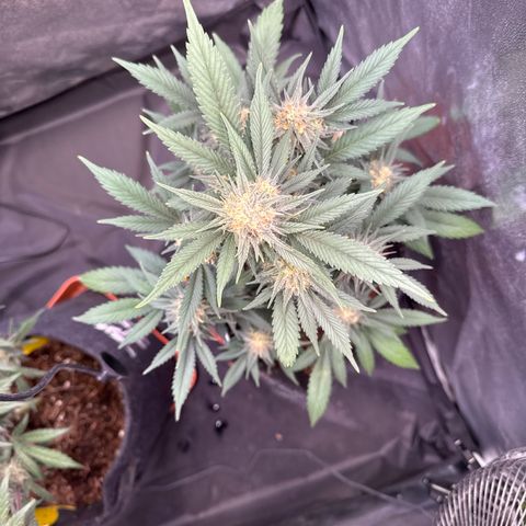 Jack Herer growlog timeline photo
