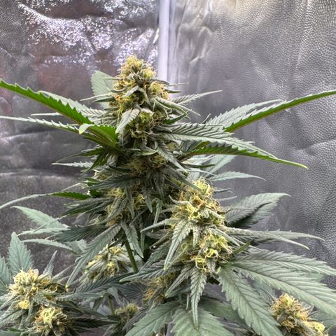 Jack Herer growlog timeline photo