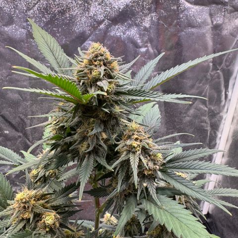 Jack Herer growlog timeline photo
