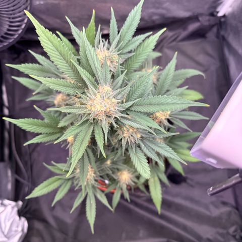Jack Herer growlog timeline photo