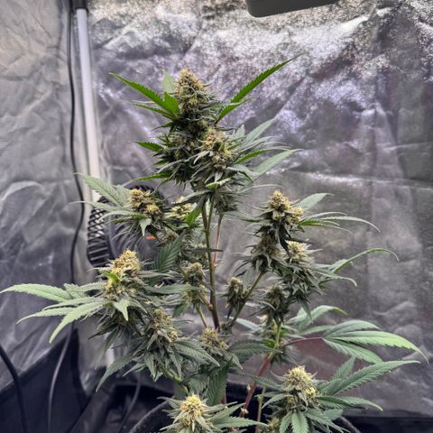 Jack Herer growlog timeline photo