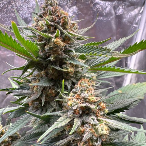 Jack Herer growlog timeline photo