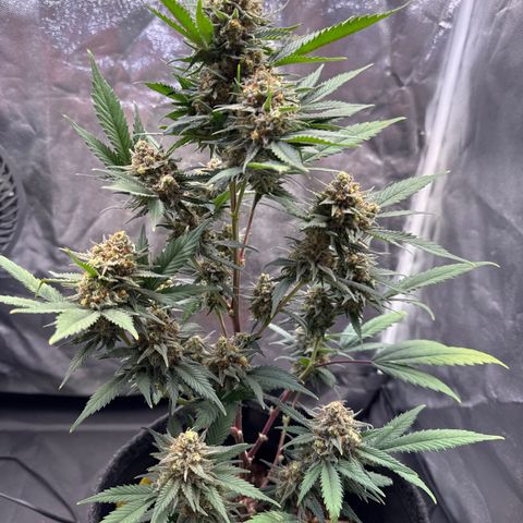 Jack Herer growlog timeline photo