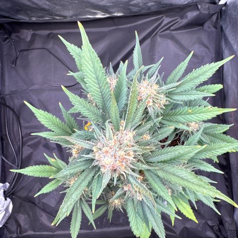 Jack Herer growlog timeline photo