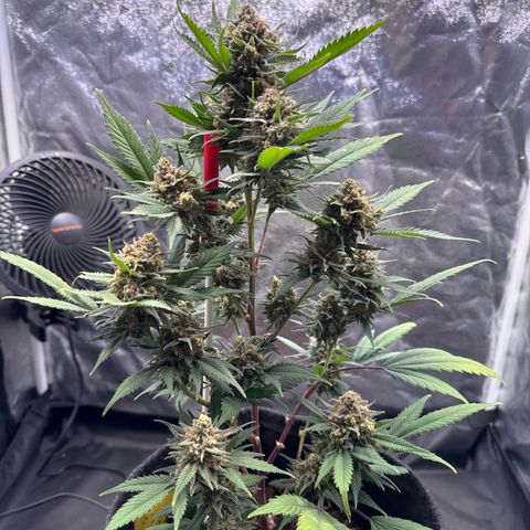 Jack Herer growlog timeline photo