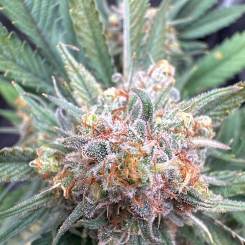 Jack Herer growlog timeline photo