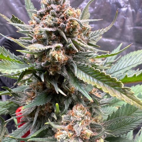 Jack Herer growlog timeline photo