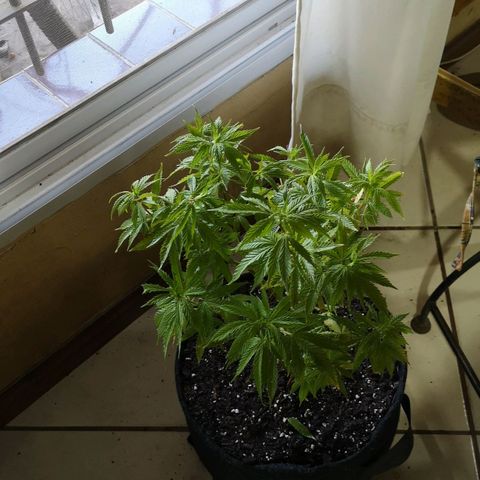 Hestia growlog timeline photo
