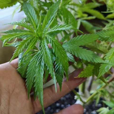 Hestia growlog timeline photo