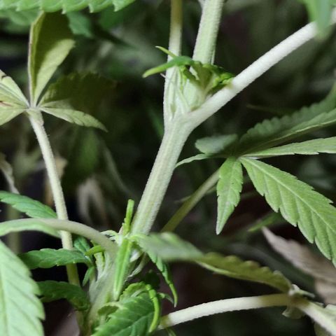 Hestia growlog timeline photo