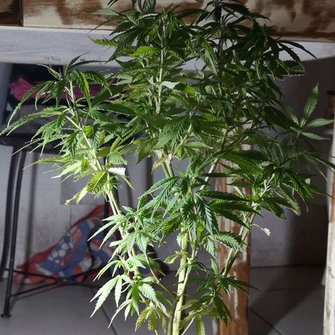 Hestia growlog photo: está hermosa mi reina <3