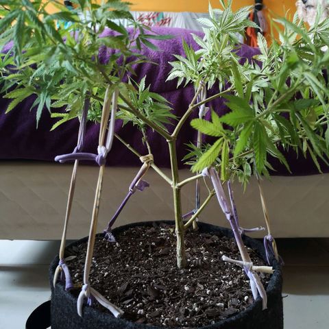 Hestia growlog timeline photo