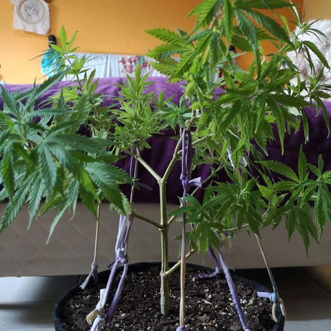 Hestia growlog timeline photo