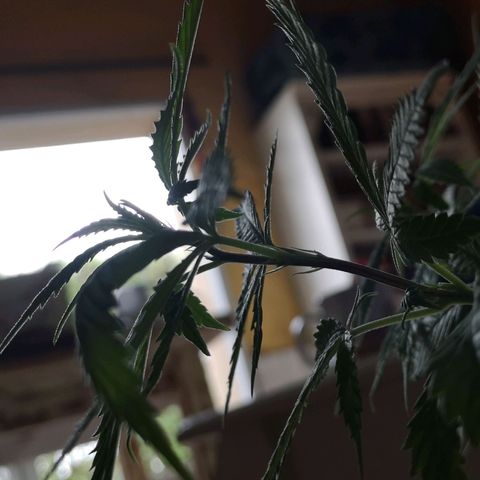 Hestia growlog timeline photo