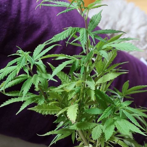 Hestia growlog timeline photo