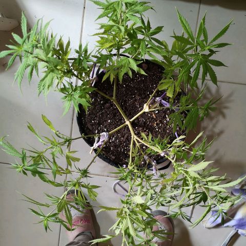 Hestia growlog timeline photo