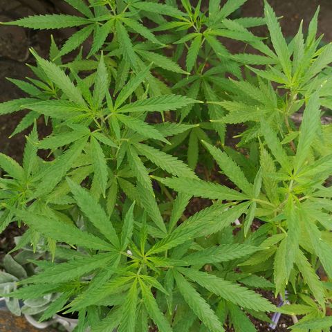 Hestia growlog timeline photo